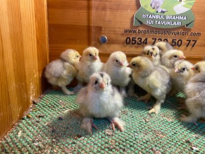 Blue Modled Brahma Civciv