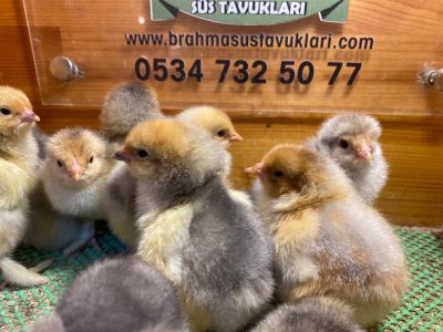 Blue Porselen Brahma Civciv