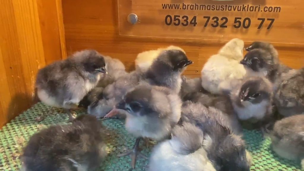 Blue Australop Civciv 2026