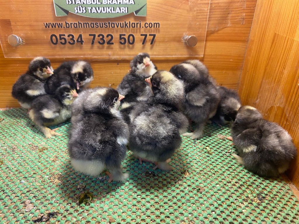 Coco Brahma Civciv 2026