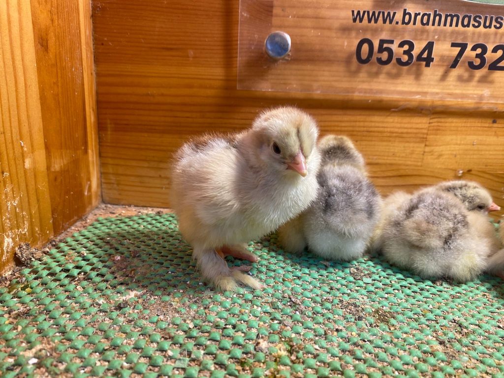 Dark Brahma Civciv 2026