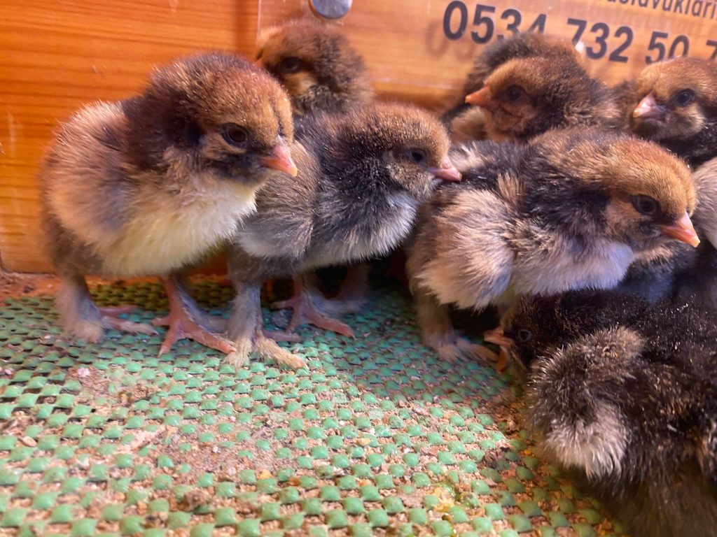 Gold Laced Brahma Civciv 2026