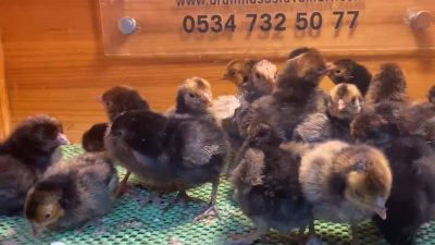 Gold Appenzeller Civciv