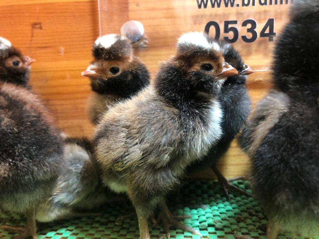 Gold Fizan Civciv 2026