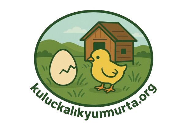 İstanbul Kuluçkalık Yumurta & civciv satışı
