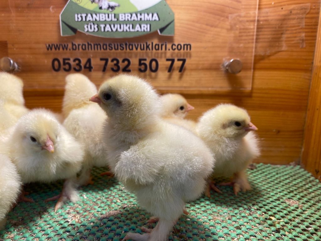 Light Brahma Tavuk Özellikleri