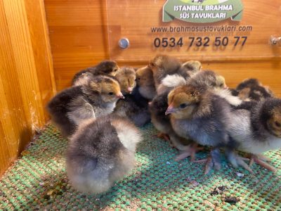 Porselen Brahma Civciv