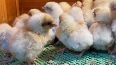 Portakal Appenzeller civciv