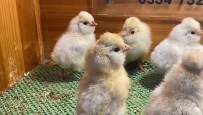 Portakal Fizan Civciv