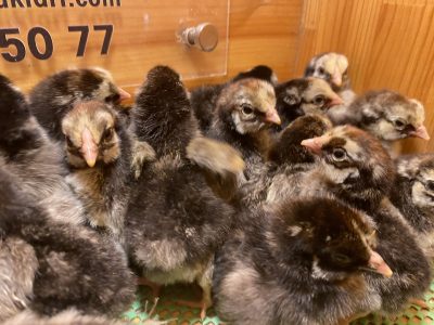 SİLVER WYANDOTTE CİVCİV