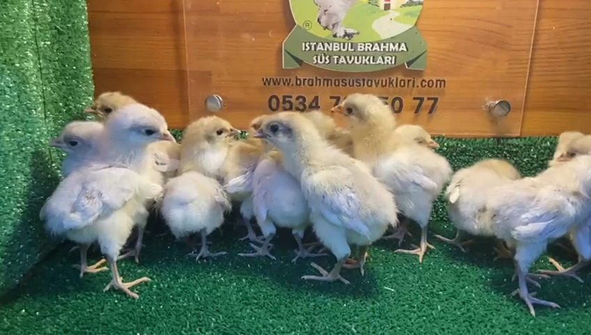 Splash Australop Civciv 2026