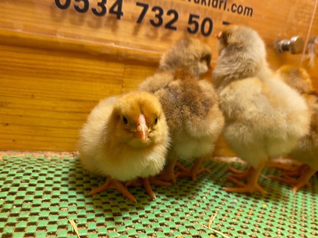 Splash Wyandotte Tavuk Özellikleri