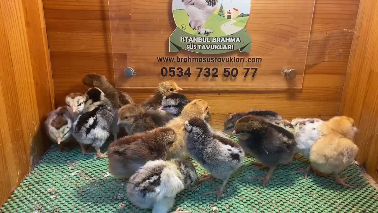 Silver - Porselen Ligorin Civciv