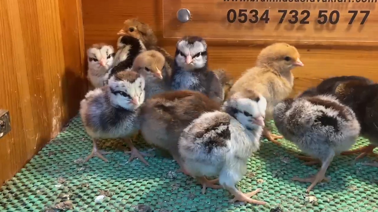 Silver - Porselen Ligorin Civciv