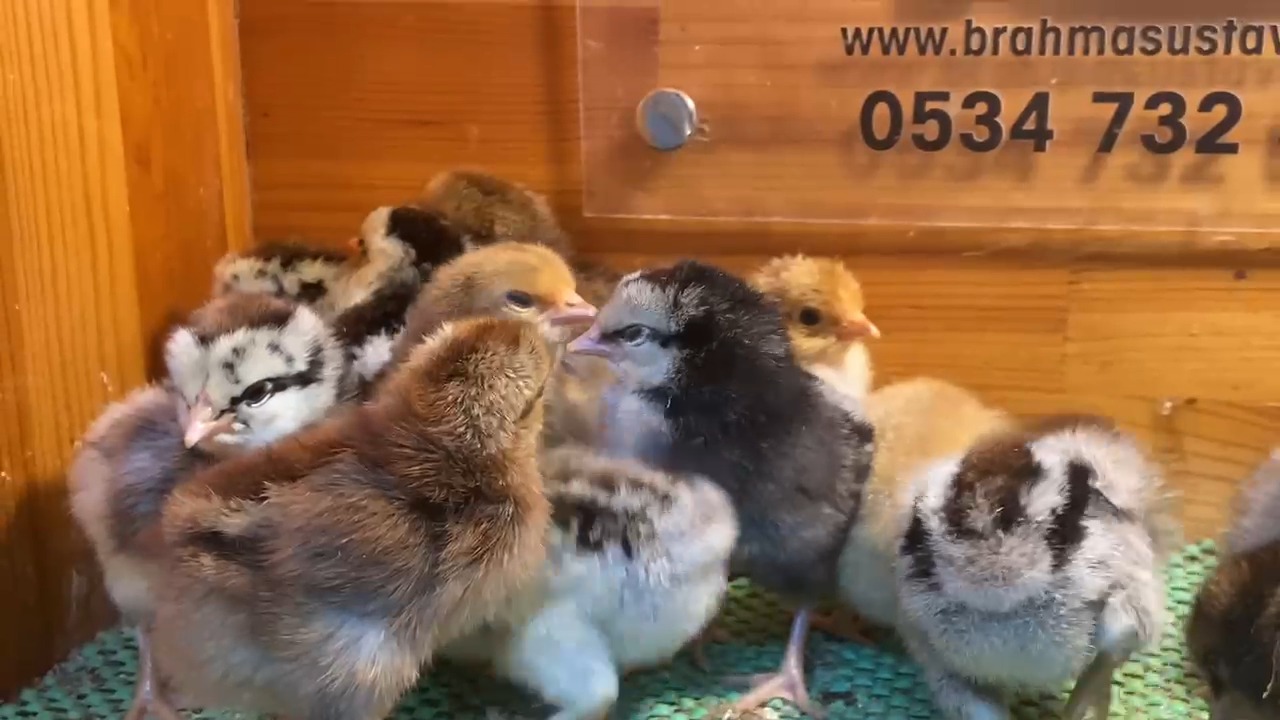 Silver - Porselen Ligorin Civciv