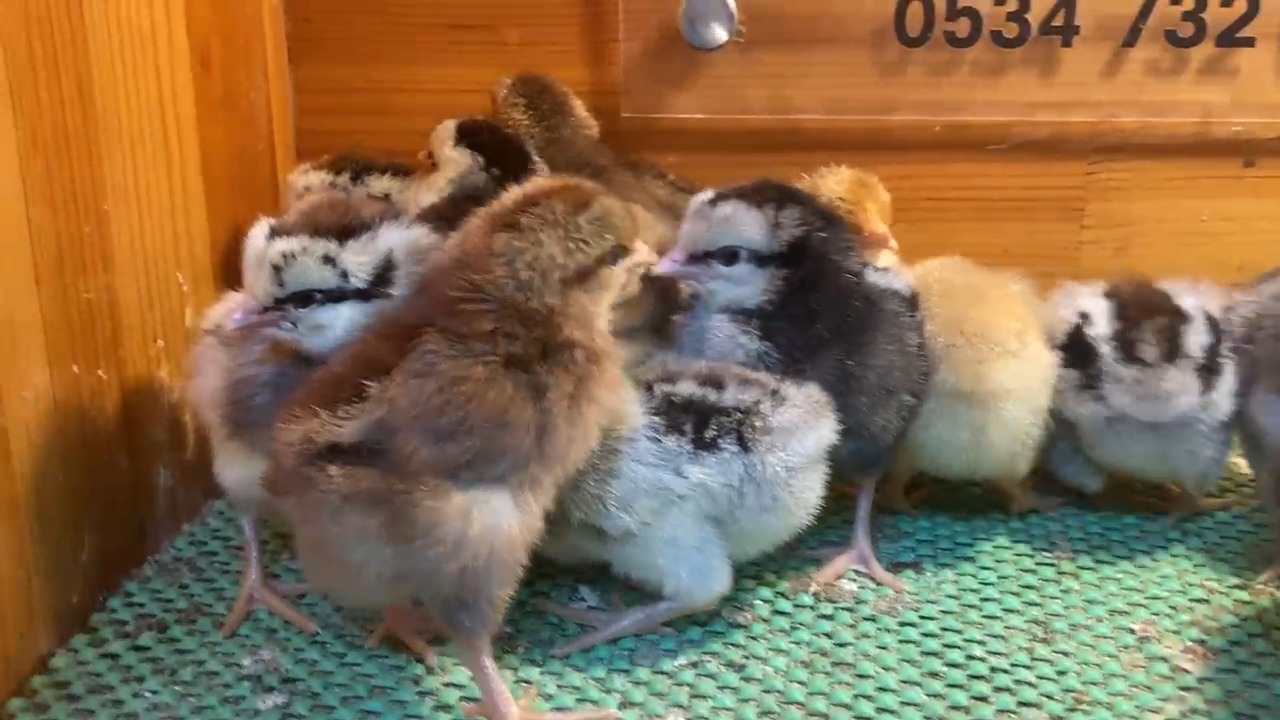 Silver - Porselen Ligorin Civciv