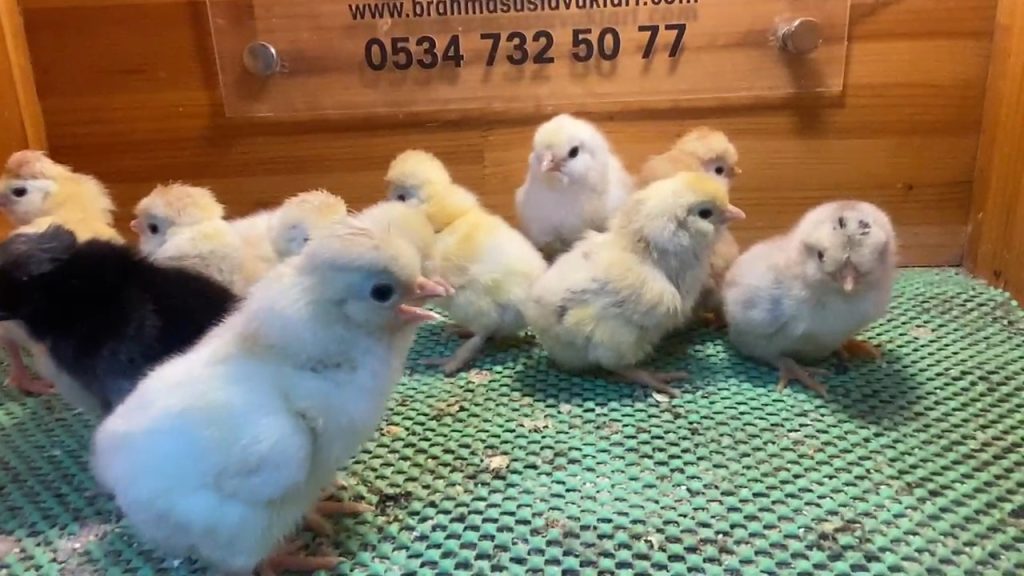 Trabzon gugullusu civciv