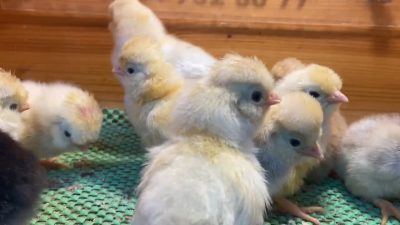 Trabzon gugullusu civciv