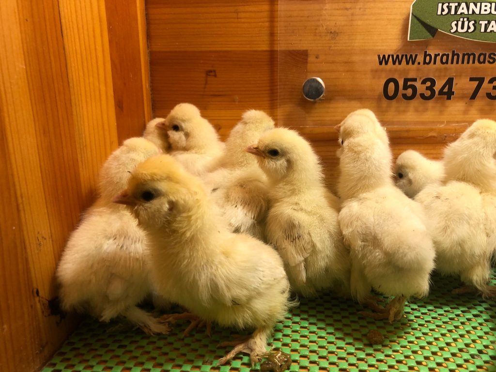 Osmanlı Sultan Civcivi 2026