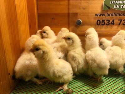 Osmanlı Sultan Civciv