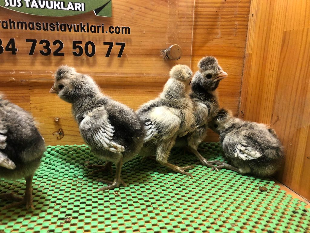 Gümüş Fizan Civciv 2026