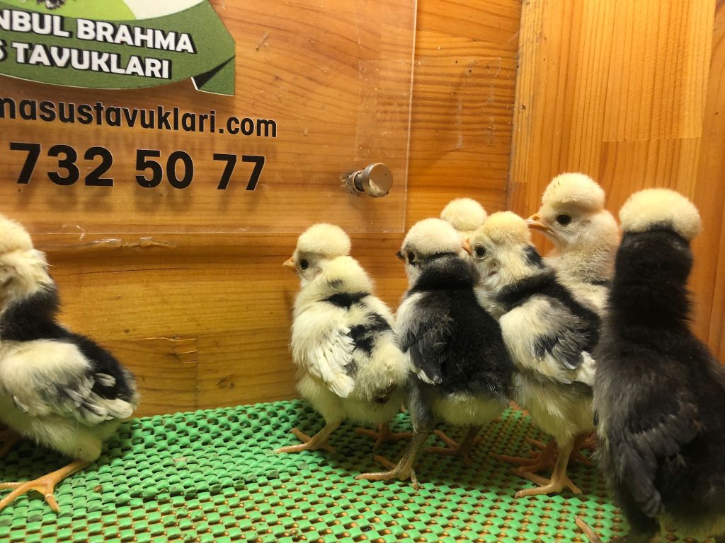 Rahibe Fizan Tavuk Özellikleri