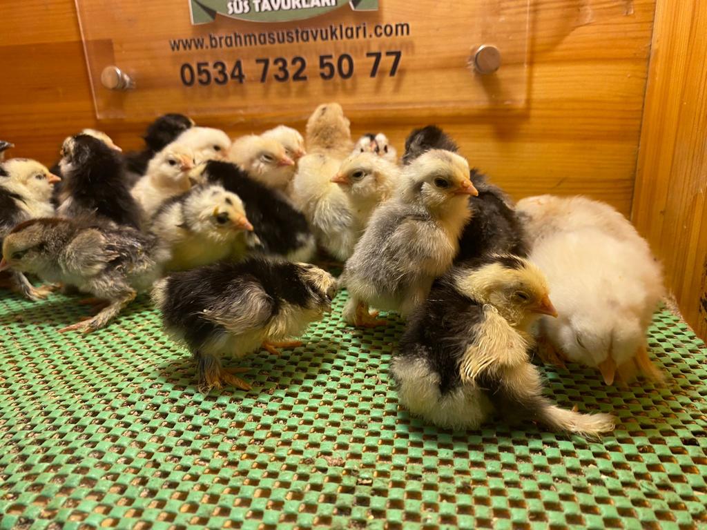 ispenç tavukları özellikleri