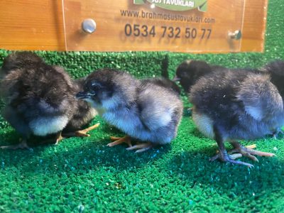 Black Ameraucana Civciv