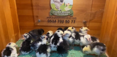 Black Modled Lİgorin Civciv