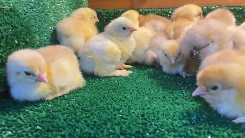 Buff Brahma Civciv 2026