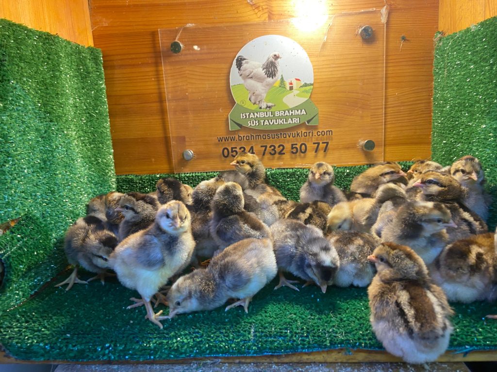 Cream Legbar Tavuk Özellikleri