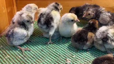 Silver Appenzeller CİVCİV