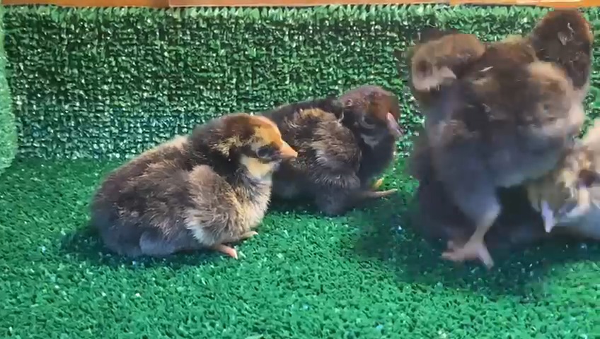 Gold Wyandotte Tavuk Özellikleri