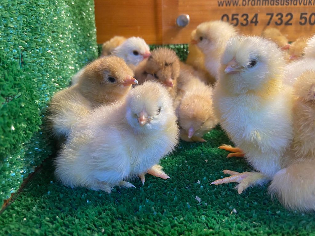 Park Brahma Civciv 2026