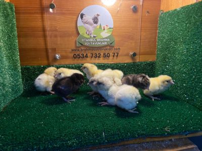 Renkli Ameraucana Civciv