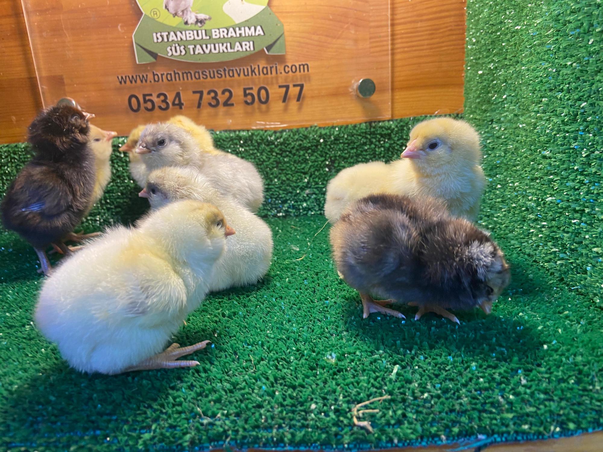 Renkli Ameraucana Civciv