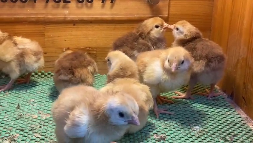 Rhode İsland Red Rir Civciv