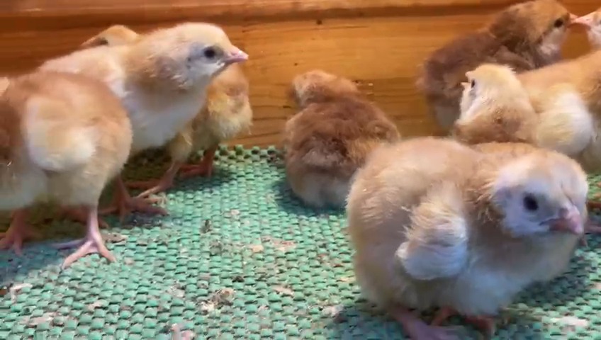 Rhode İsland Red Rir Civciv