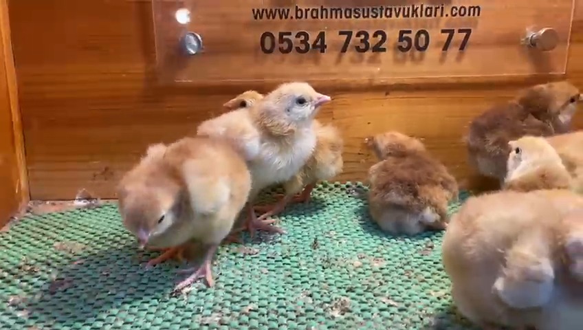 Rhode İsland Rir Civciv 2026