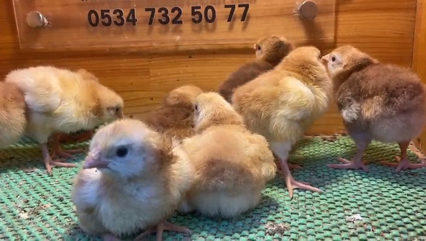 Rhode İsland Red Rir Civciv