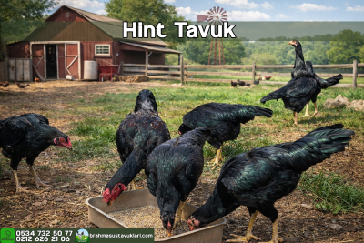 Hint Tavuk Kuluçkalık Yumurta