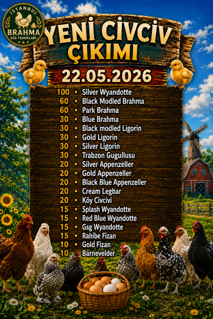 barnevelder civciv,black modled brahma civciv, park brahma civciv, silver ligorin civciv, gold ligorin civciv,black modled ligorin civciv,silver wyandotte civciv,splash wyandotte civciv,red blue wyandotte civciv,gsg wyandotte civciv,trabzon gugullu civciv, köy civciv,silver appenzeller civciv,gold appenzeller civciv,black appenzeller civciv,blue appenzeller civciv,